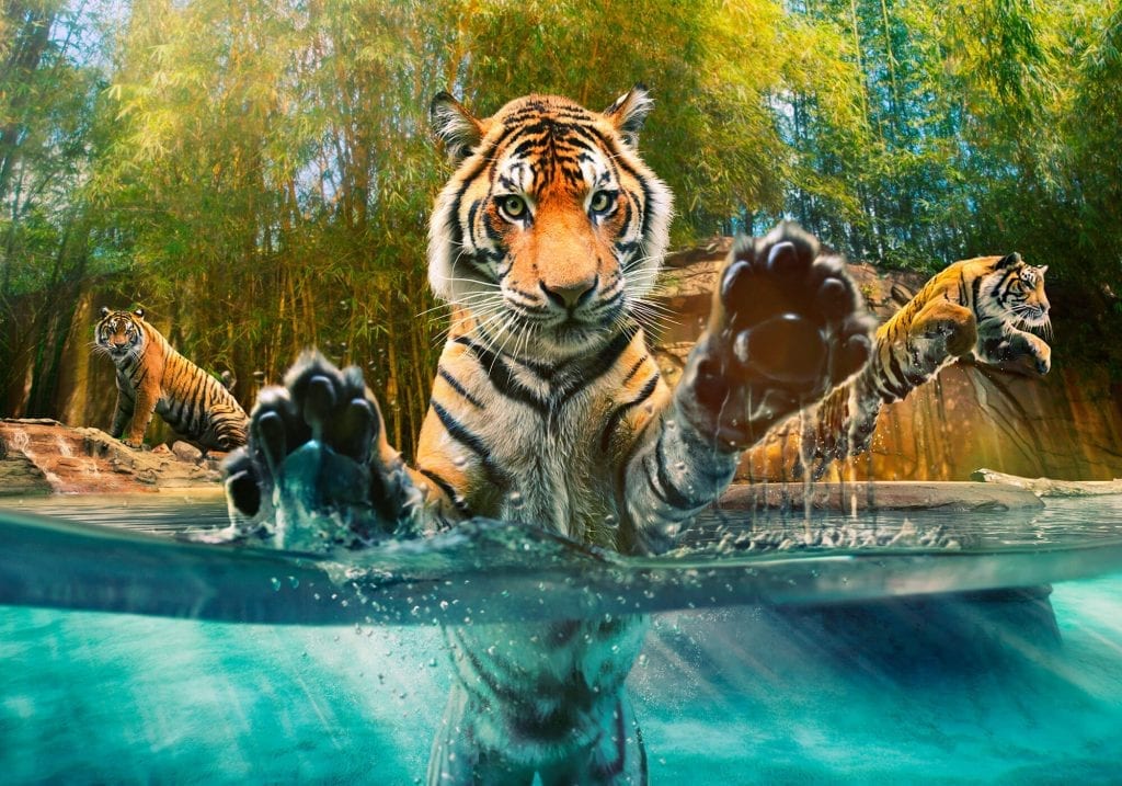 Australia zoo tigers
