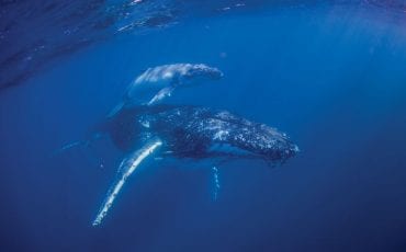 Whale watching near Noosa