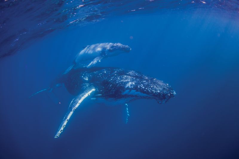 Whale watching near Noosa