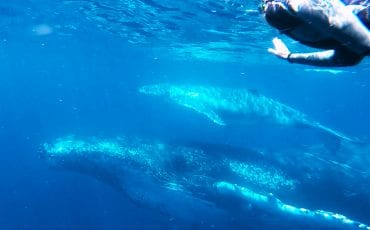 Swim with the whales