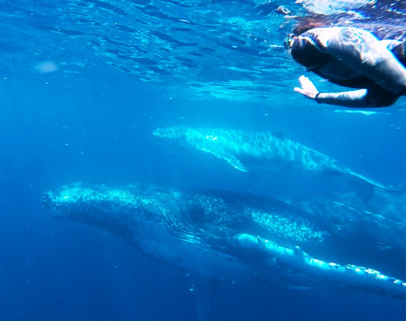 Swim with the whales