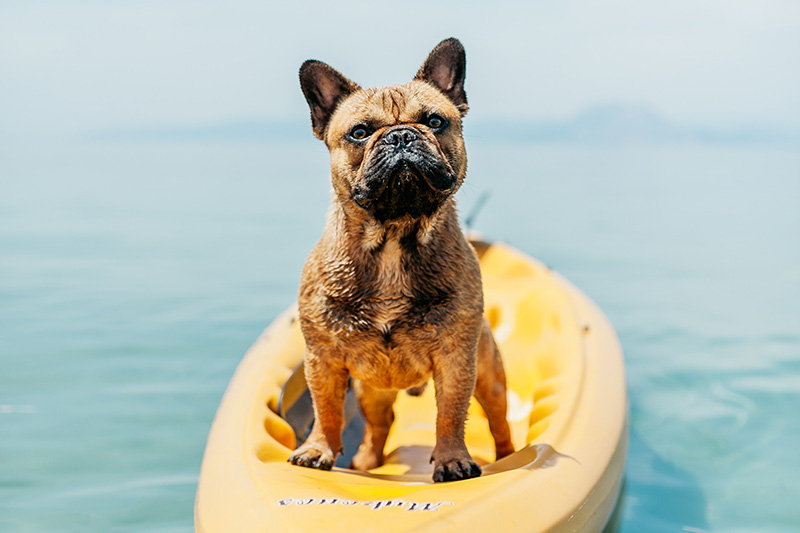 Dog friendly shop accommodation beach