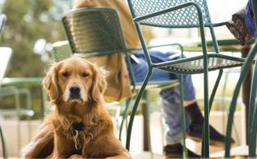 Noosa’s Pet friendly cafes