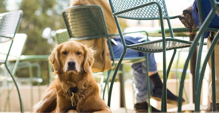 Noosa’s Pet friendly cafes