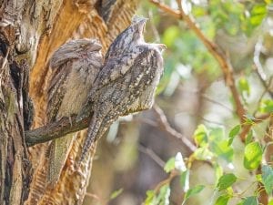 A pair of Tawny Frogmouths sitting on a branch in a tree