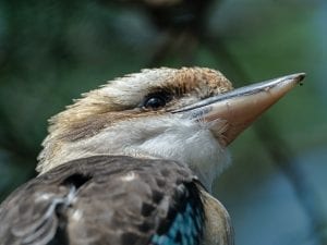 close up of a Laughing kookaburra